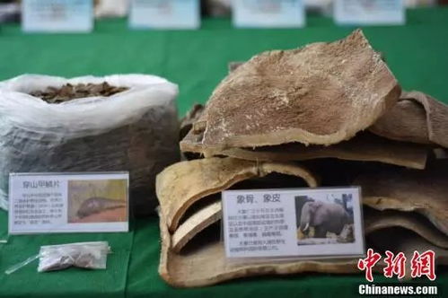 大單告破！廣西警方繳獲近三千萬元野生動物制品，守護生物多樣性刻不容緩